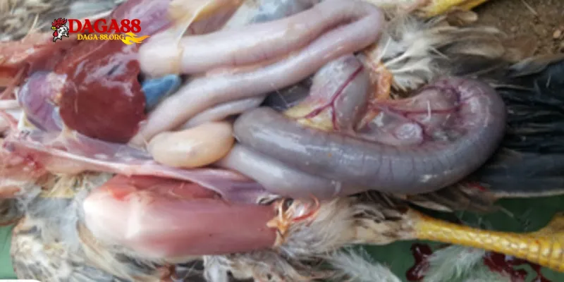 Bệnh tích khi mổ khám
