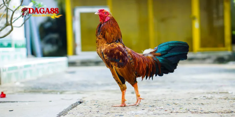 Bí quyết chăm sóc đặc biệt để gà luôn sung mãn