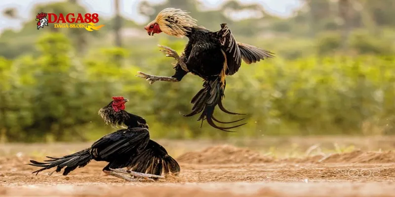 Bí quyết soi kèo trực tiếp đá gà C1 Daga88 hiệu quả