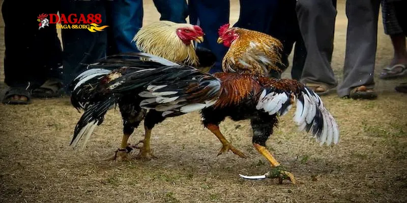 Biểu hiện của chiến kê
