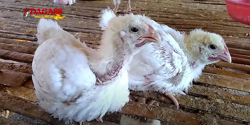 Bước 3: Chăm sóc và tăng cường sức đề kháng