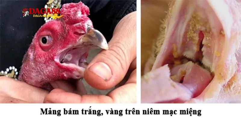 Dấu hiệu nhận biết bệnh nấm họng ở gà chính xác nhất