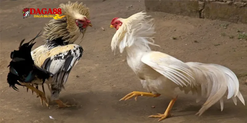 Điều chỉnh liên tục