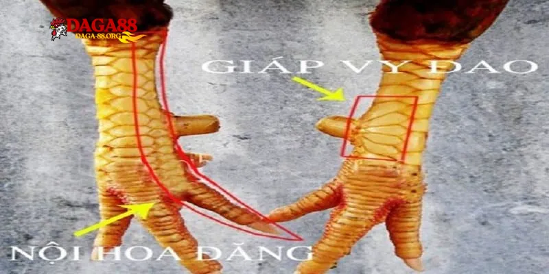 Định nghĩa về Thần Kê Vảy Gà Quý không phải ai cũng biết