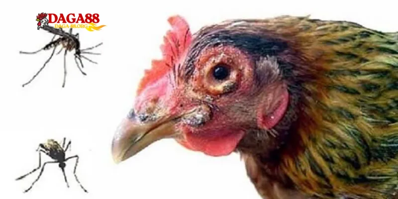 Hướng dẫn chi tiết cách trị gà bị nổi trái hiệu quả