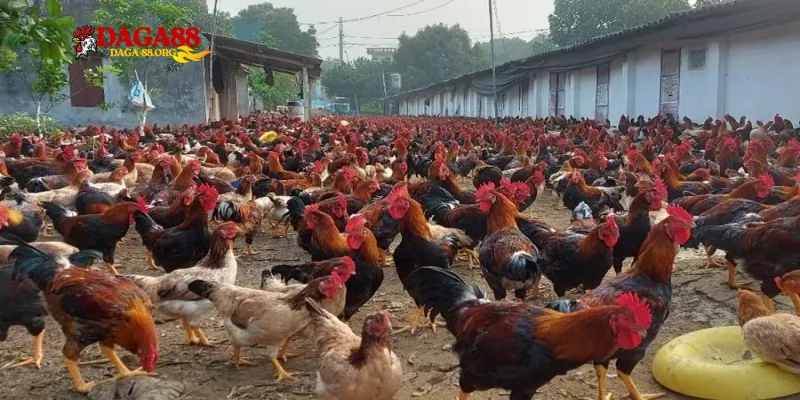 Nuôi gà không bị bệnh - Chuẩn bị môi trường sống hoàn hảo cho gà