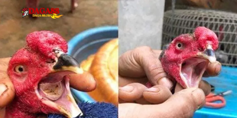 Phác đồ điều trị bệnh nấm họng ở gà hiệu quả cho các sư kê