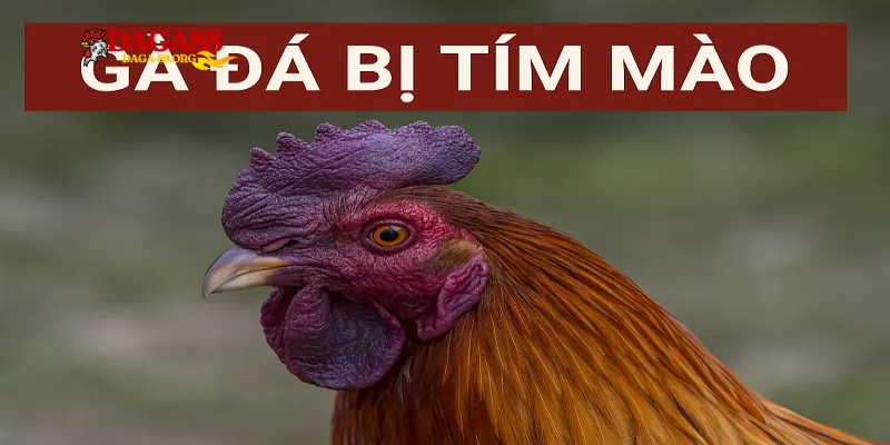 Phác đồ điều trị gà bị tím mồng chi tiết từ chuyên gia