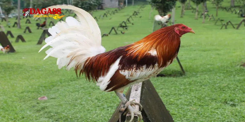 Phân tích thành tích