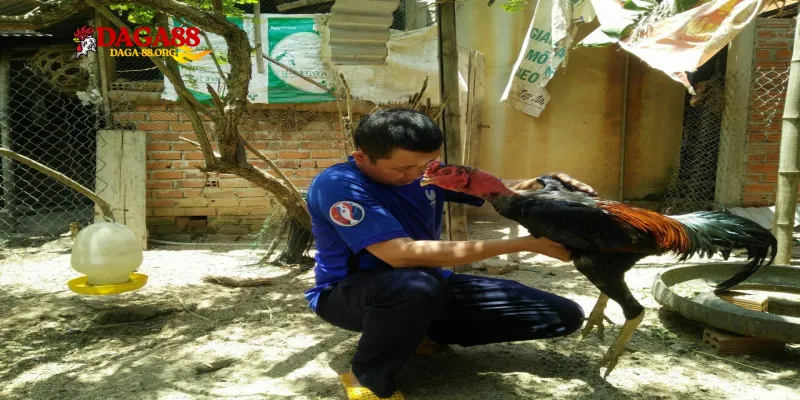 Tại sao om bóp gà chọi lại quan trọng đến vậy?