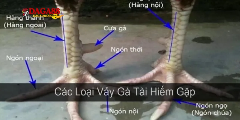 Tổng hợp các loại Thần Kê Vảy Gà Quý hiếm nhất trong giới gà chọi